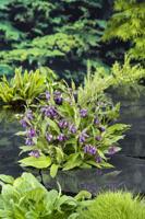Smeerwortel / Symphytum officinale Smeerwortel / Symphytum officinale