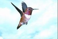 Hummingbird (kolibri)