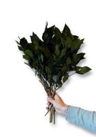 Hedera bladeren geprepareerd groen