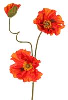 Papaver Meadow met 2 grote bloemen dia. 13/ 11 cm & 1 grote knop 7 cm geflockte steel 90 cm - Top art