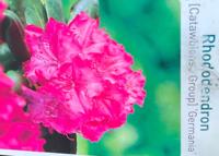 Rhododendron Germania - Warentuin natuurlijk