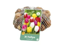 Bloembollen Tulipa Triumph Mix 35st Bloembollen Tulipa Triumph Mix 35st