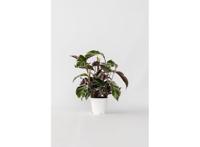 Calathea 'Fusion White'