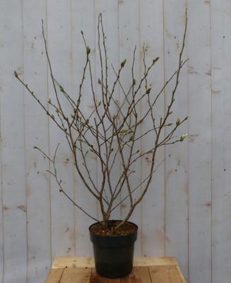 Magnolia op stam Magnolia Susan Tulpenboom Struikje 100 cm Warentuin Natuurlijk - Warentuin natuurlijk