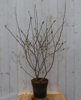 Magnolia op stam Magnolia Susan Tulpenboom Struikje 100 cm Warentuin Natuurlijk - Warentuin natuurlijk