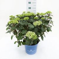 Hydrangea Macrophylla "Endless Summer Bloomstar Pink"® boerenhortensia - 50-70 cm - 1 stuks