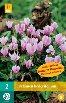 Cyclamen hederifolium 2 bollen