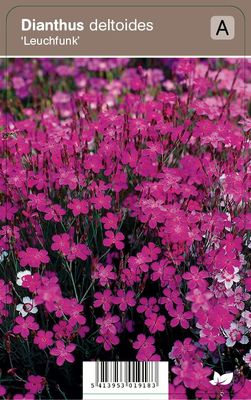 Vips Dianthus deltoides Leuchfunk - Steenanjer