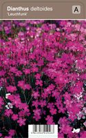 Vips Dianthus deltoides Leuchfunk - Steenanjer