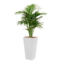 Deluxe All in 1 Hydrocultuur Kentia palm forsteriana vierkant wit
