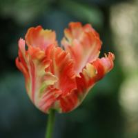 Papegaai Tulp RT Kunstbloem 60cm Oranje