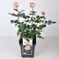 Grootbloemige roos (rosa "Scented Memory"®) - C5 - 1 stuks