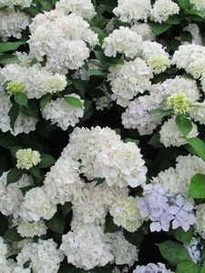 Boerenhortensia