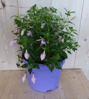 Fuchsia in grote pot licht roze varianten Warentuin Natuurlijk - Warentuin natuurlijk
