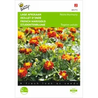 Tagetes, lage Afrikaan Petite Harmony