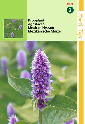 Agastache Mexicana Blauw Dropplant - Hortitops