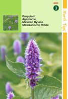 Agastache Mexicana Blauw Dropplant - Hortitops