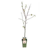 Malus Domestica Jonagold - Appel - Ø19cm - ↕60cm Malus Domestica Jonagold - Appel - Ø19cm - ↕60cm
