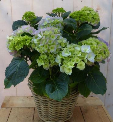 Hortensia in een mand blauw - Warentuin natuurlijk
