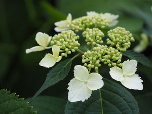 Boerenhortensia