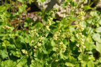 Tellima