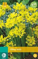 Allium moly 20 bollen - Jub