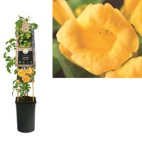 Klimplant Campsis radicans Flava 75 cm - Van der starre Klimplant Campsis radicans Flava 75 cm - Van der starre
