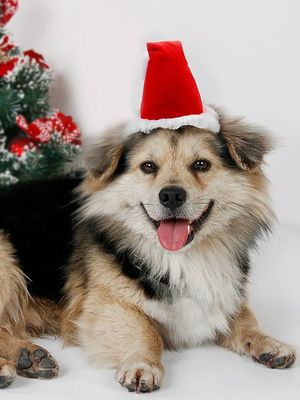 Christmas Dog Hat Red Christmas Headwear Pet Holiday Costume Matching Christmas Dog Hat Red Christmas Headwear Pet Holiday Costume Matching