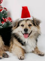 Christmas Dog Hat Red Christmas Headwear Pet Holiday Costume Matching - thumbnail