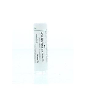 Echinacea angustifolia 30K
