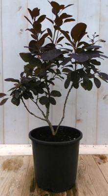 Cotinus Pruikenboom rood 40 cm - Warentuin natuurlijk