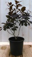 Cotinus Pruikenboom rood 40 cm - Warentuin natuurlijk