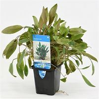 Cryptocoryne wendtii - aquarium plant