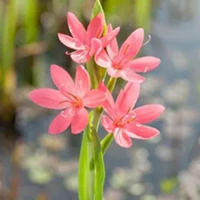 Moerasgladiool / Schizostylis coccinea Mrs Hegarty