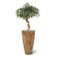 Shirakashi kunst bonsai op stam 100cm