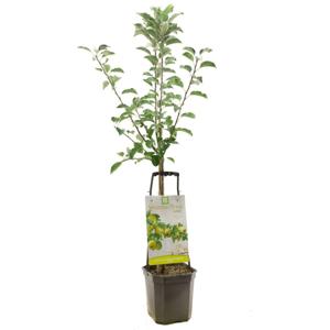 Appelboom Glory of Kapelle Wondertree
