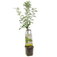 Appelboom Glory of Kapelle Wondertree Appelboom Glory of Kapelle Wondertree