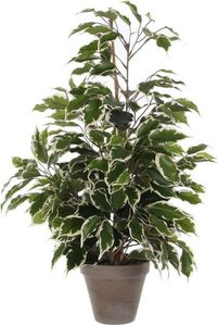 Mica ficus exotica bont