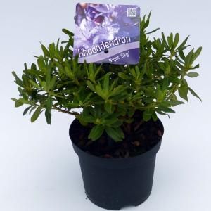 Dwerg rododendron (Rhododendron "Night Sky") heester - 12-20 cm - 8 stuks