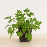 Pelargonium Graveolens - Anti-muggenplant - P11 Pelargonium Graveolens - Anti-muggenplant - P11
