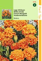 Tagetes Patula Nana Bolero - Hortitops