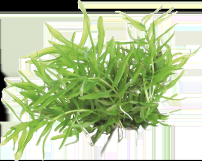 AquaVitaal Easy Grow Didiplis Diandra