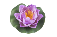 Lotus Foam Pink 10 cm