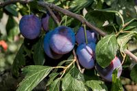 Hoogstam dikke Pruimenboom