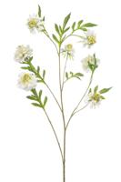 Scabiosa spray white 113 cm - Emerald Scabiosa spray white 113 cm - Emerald