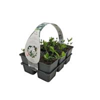 Vinca minor 'Alba' - Kleine maagdenpalm