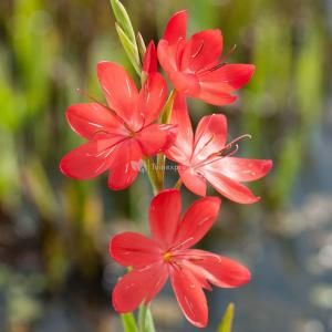 Rode kafferlelie (Schizostylis coccinea &ldquo;Major&rdquo;) moerasplant - 6 stuks