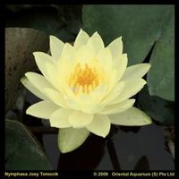Gele waterlelie (Nymphaea Joey Tomocik) waterlelie (6-stuks) - thumbnail