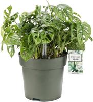 Monstera Obliqua I Potmaat 27 H60-70 kamerplant Beautanic Lifestyle - Beautanic lifestyle