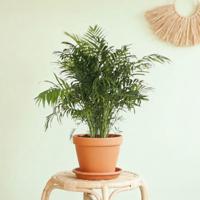 Chamaedorea Elegans - Mexicaanse Dwergpalm - P24